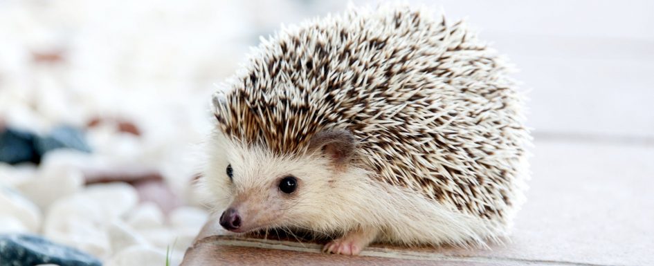 shallow photo of hedgehog