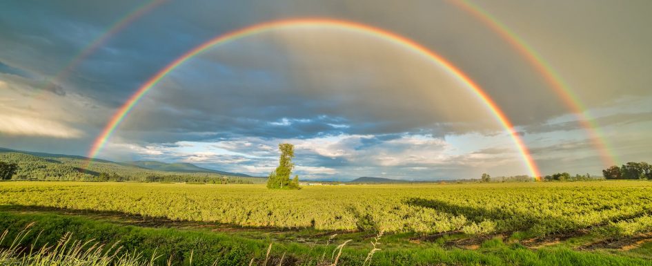 crop field under rainbow and cloudy skies at dayime