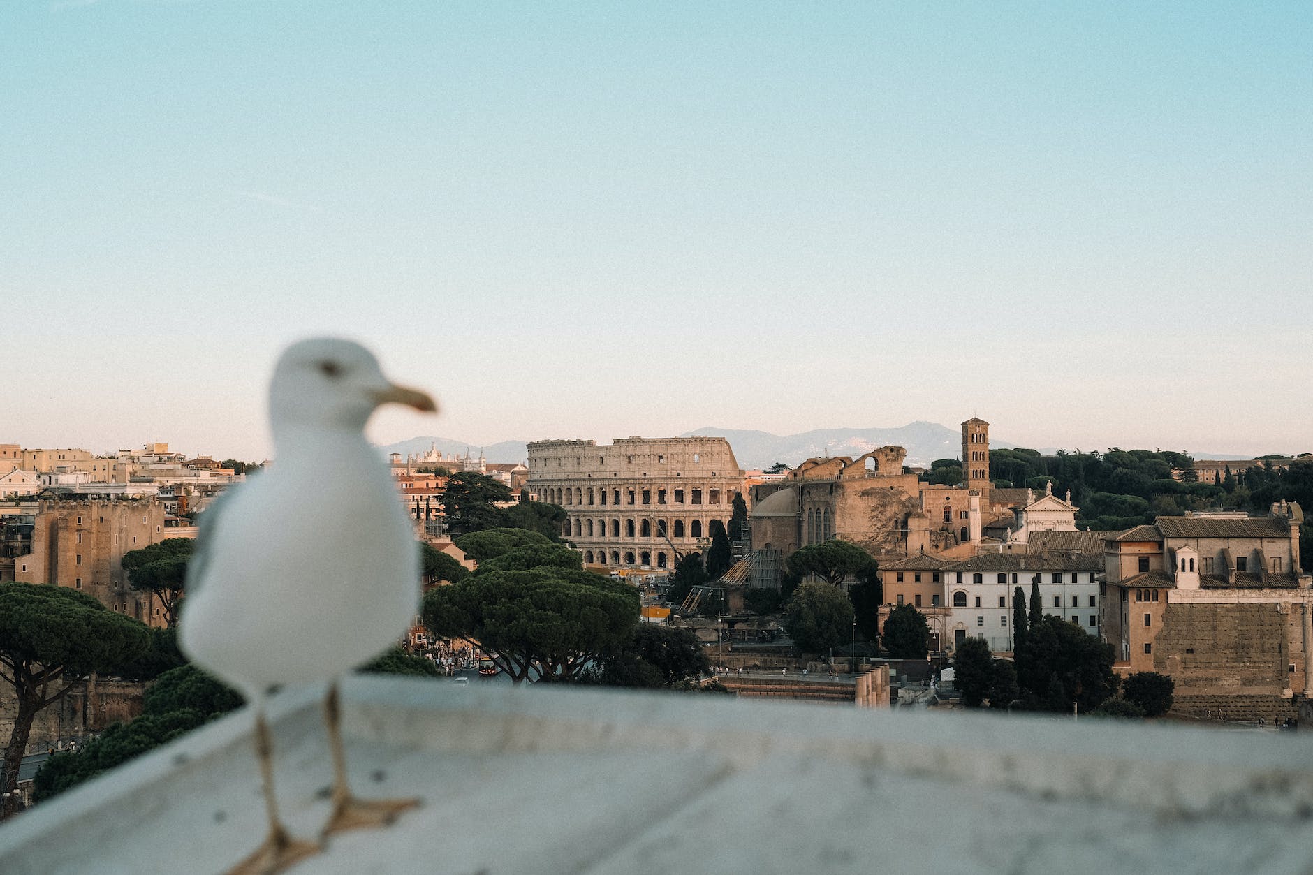 colosseum and the temple of venus and roma from a rooftop with a seagull